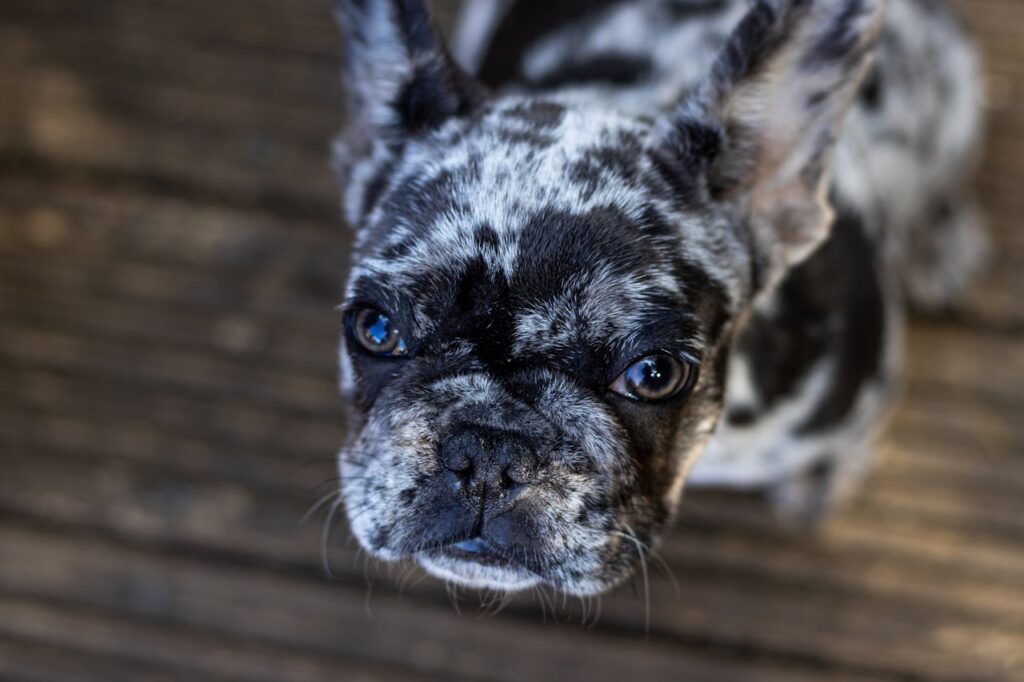 Selective Focus Photography Of Short  Coated Dog